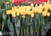 Tulipa Cadenza ® (1)